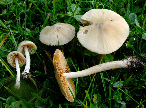 Rißpilzähnliches Samthäubchen-Conocybe inocybeoides