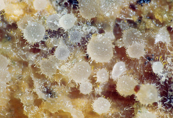 :-Arachnopeziza obtusipila