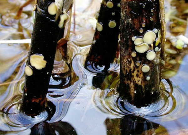 :-Belonopsis retincola