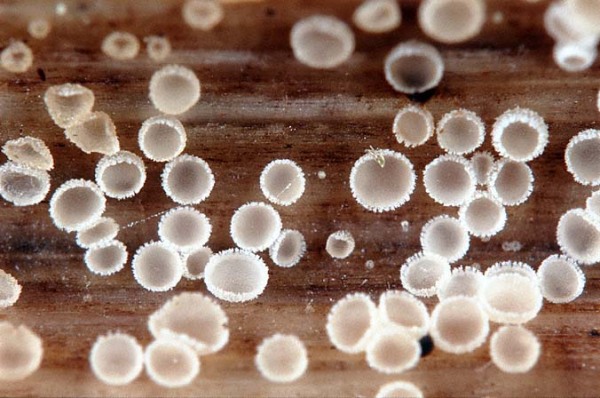 :-Discocistella grevillei