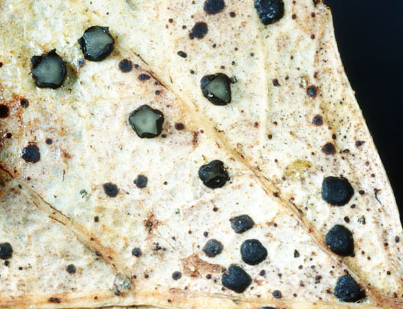 :-Coccomyces dentatus