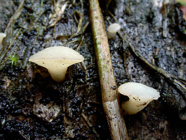 : Kreisling-Cudoniella tenuispora