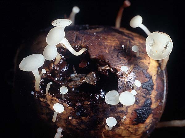 Fruchtschalen-Becherling-Hymenoscyphus fructigenus