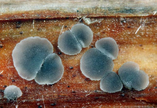 Graues Schilfbecherchen-Pyrenopeziza revincta
