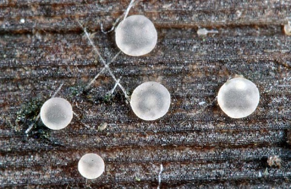 :-Orbilia rectispora