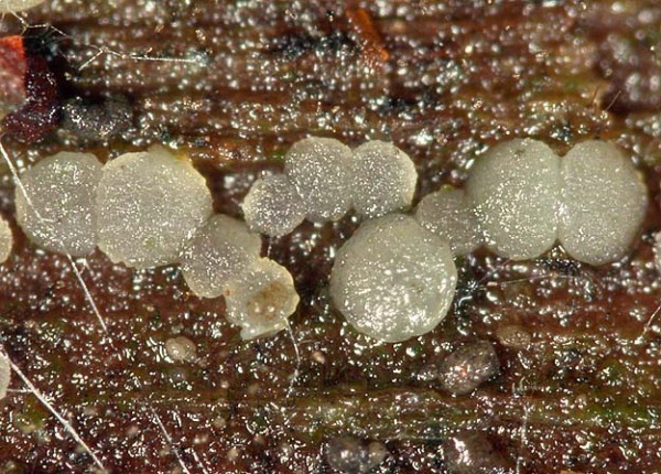 :-Parorbiliopsis minuta