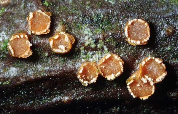 Orangefarbenes Augenbecherchen-Pezicula ocellata