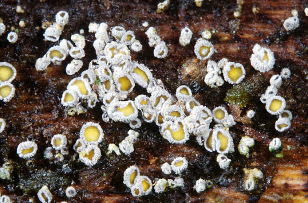 :-Proliferodiscus pulveraceus