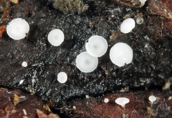 Gelbes Zapfenbecherchen-Psilocistella conincola