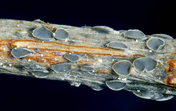 Blattstiel-Spaltbecherchen-Pyrenopeziza petiolaris