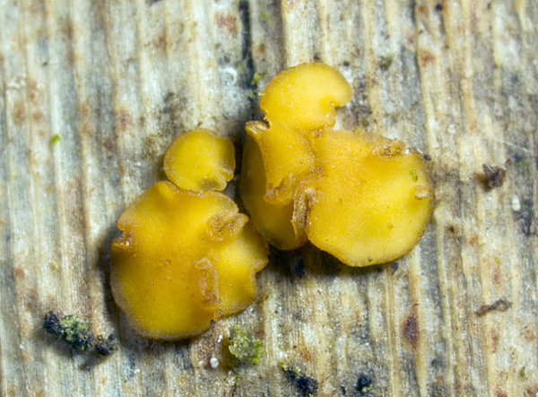 :-Rodwayella citrinula