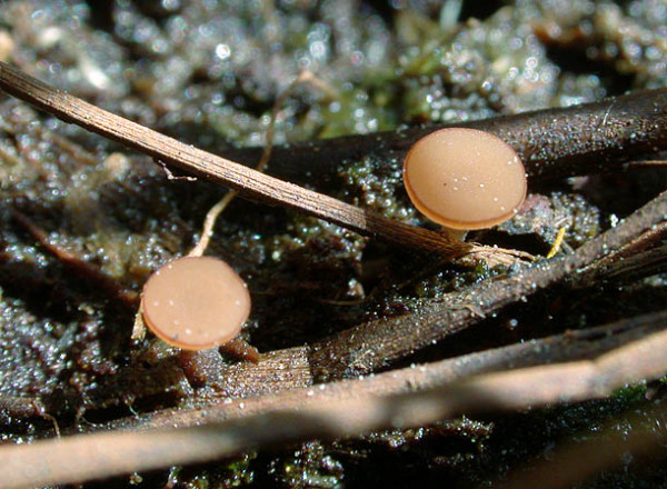 : Stromabecherling-Rutstroemia henningsiana