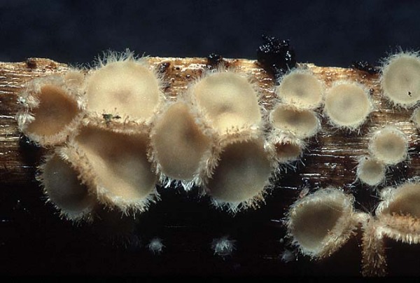 Blassgelbes Haarbecherchen-Trichopeziza mollissima