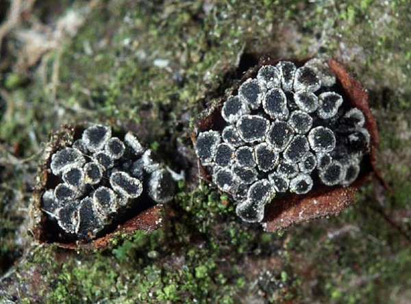 Erlen-Büschelbecherling-Tympanis alnea