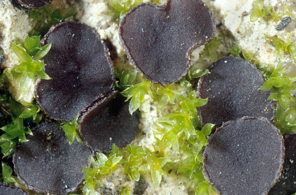 Brandstellen-Kotling-Ascobolus carbonarius
