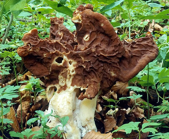 Zipfellorchel-Gyromitra fastigiata