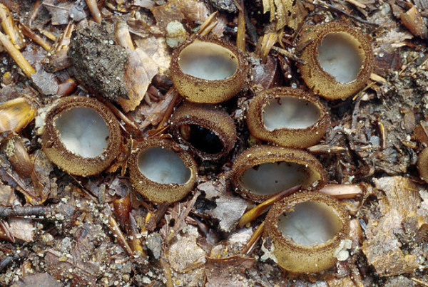 Halbkugelige Borstling-Humaria hemisphaerica