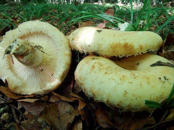 Fransenmilchling-Lactarius citriolens