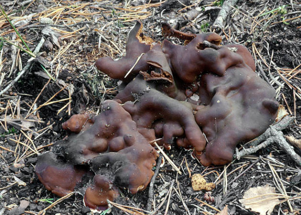 Wellige Wurzellorchel-Rhizina undulata
