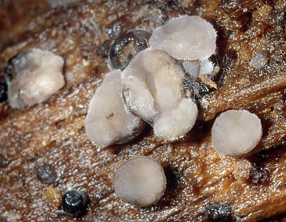 :-Thecotheus rivicola
