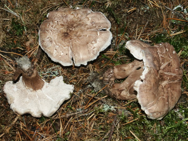 Violettlicher Weisssporstacheling-Bankera violascens