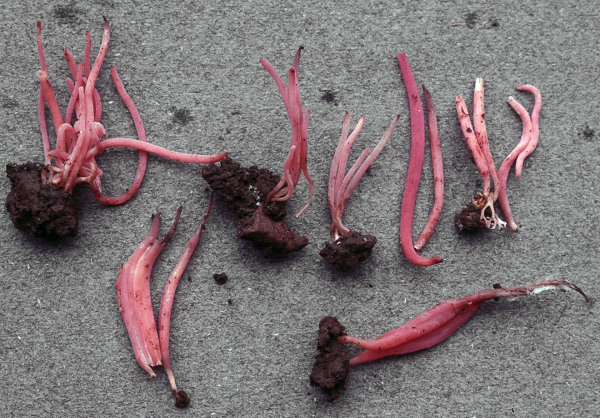 Lachsrosa Keule-Clavaria rosea