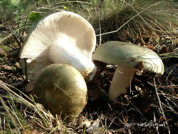 Grasgrüner Birkentäubling-Russula aeruginea