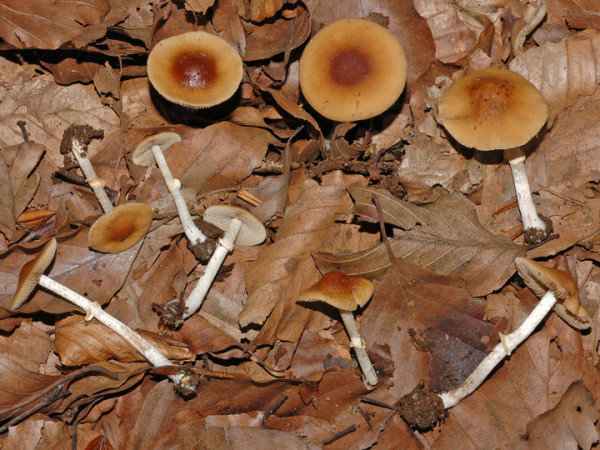 Rotbräunlicher Glockenschüppling-Conocybe arrhenii