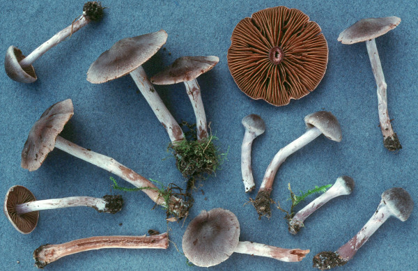 Blauschwarzer Wasserkopf-Cortinarius decipiens var. atrocoeruleus