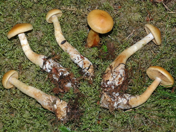 Rhabarberfüssiger Rauhkopf-Cortinarius callisteus