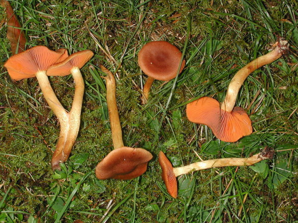 Zimthautkopf-Cortinarius cinnamomeus