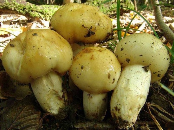 Gemeiner Stinktäubling-Russula foetens