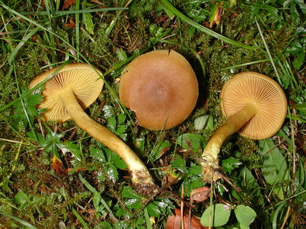 Gelbblättriger Hautkopf-Cortinarius croceus