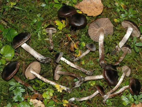 Schwarzgebuckelter Wasserkopf-Cortinarius decipiens