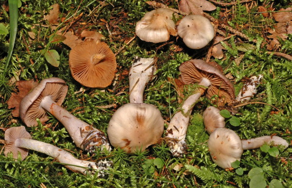 Stahlgrauer Grosspor-Schleimfuss-Cortinarius emunctus