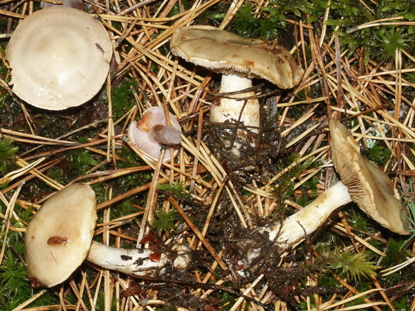 Hellerscheinender Klumpfuss-Cortinarius leucophanes