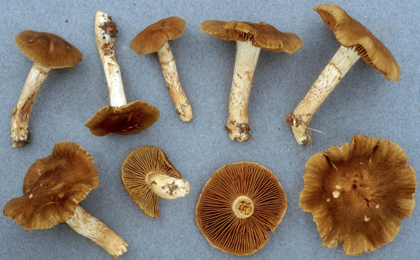 Braunnetziger Rauhkopf-Cortinarius melanotus