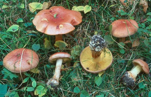 Anisklumpfuss-Cortinarius odorifer