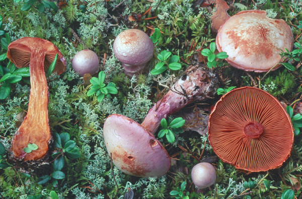 Safranfleischiger Dickfuss-Cortinarius traganus