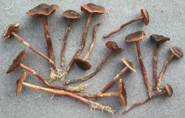 Umberbrauner Wasserkopf-Cortinarius umbrinolens
