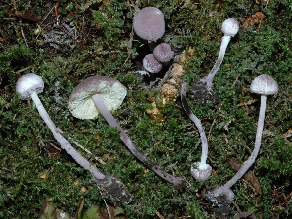 Lila Mehlschirmling-Cystolepiota bucknallii