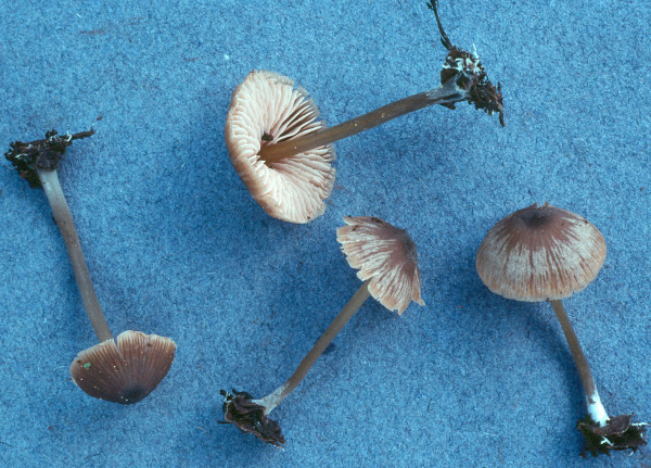 Bräunlicher Erlenglöckling-Entoloma minutum