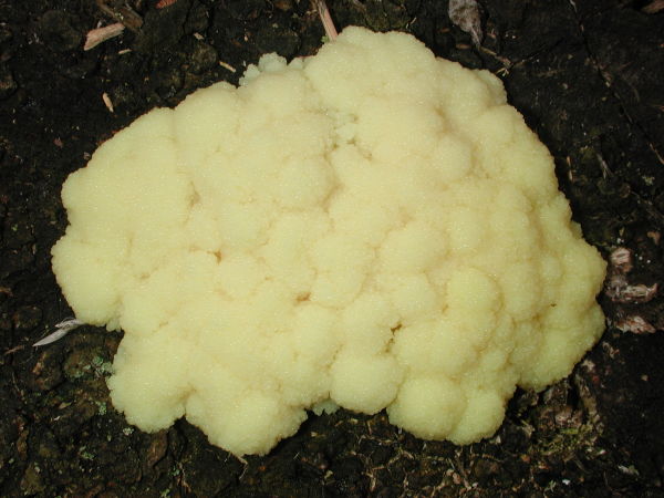 Gelbe Lohbl�te-Fuligo septica