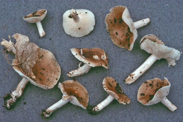 Mehlstielschneckling-Hygrophorus arbustivus