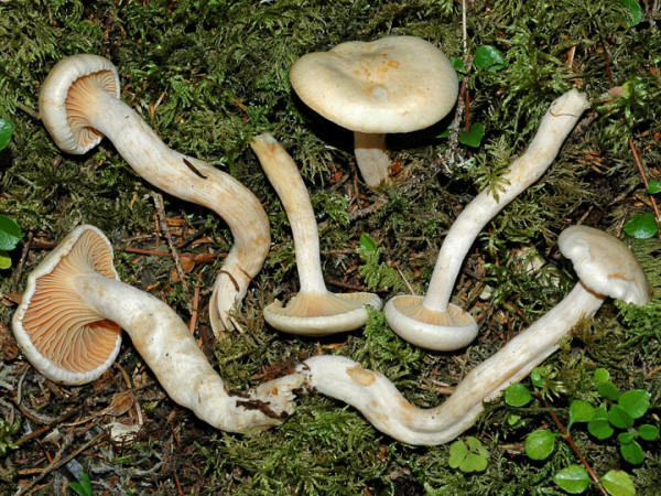 Aprikosenblättriger Schneckling-Hygrophorus melizeus
