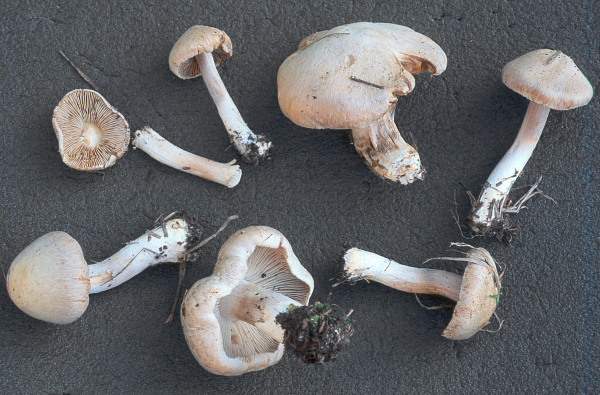 Hellsamtiger Risspilz-Inocybe albovelutipes