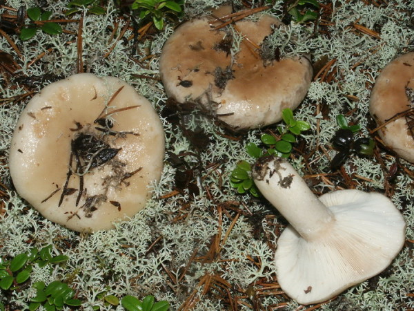 Heidemilchling-Lactarius musteus