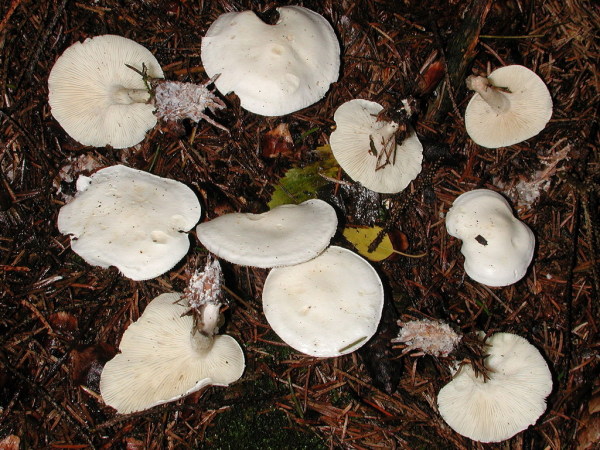 Cremeweisser Krempenritterling-Leucopaxillus albissimus