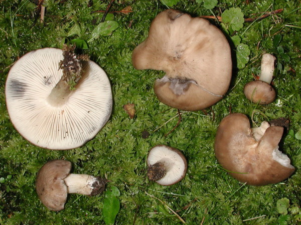 Dickblättriger Rasling-Lyophyllum caerulescens