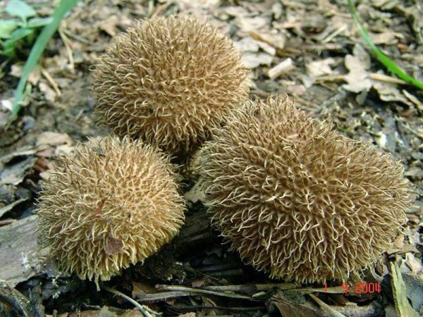 Igelstäubling-Lycoperdon echinatum